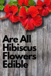 are all hibiscus edible