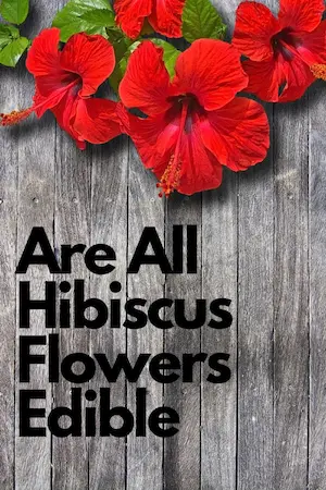 Are All Hibiscus Flowers Edible?