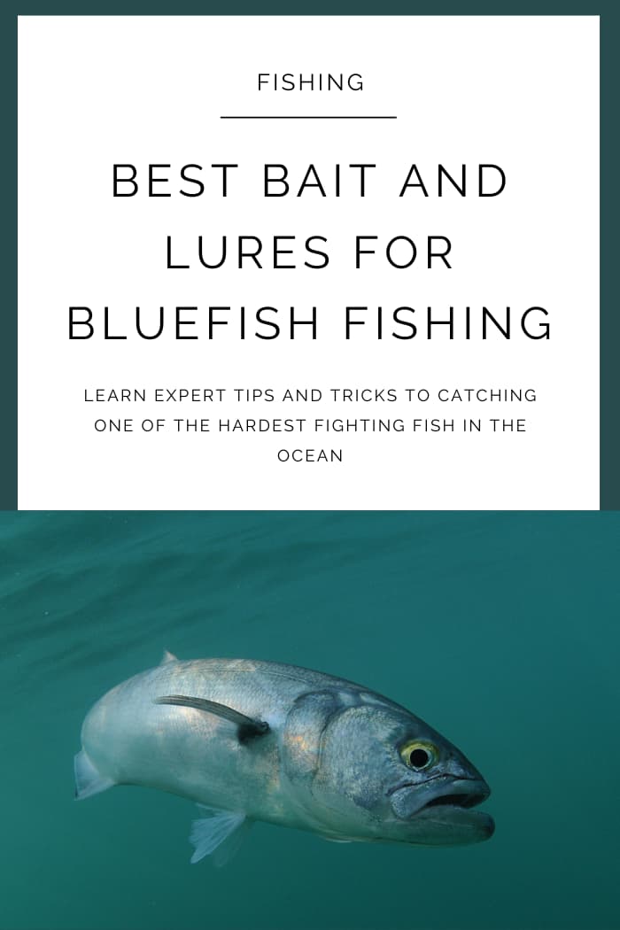 Best Bait and Lures For Bluefish Fishing – 2024